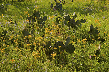 Prickly Pear Cacti Among Wildflowers, Hill Country, TX